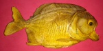 colecionismo, Peixe Piranha , empalhada, tamanho de 18cm de comprimento , tamanho natural