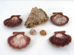 Conjunto com sete conchas para servir frutos do mar, sendo quatro ( 13 cm diâmetro), um caracol maior ( 12 x 17 x 15 cm) e dois caracóis  pequenos .