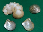 Lote com 11 conchas, sendo 8 conchas vieira para servir "coquille saint-jacques", algumas com  pequenas perdas nas bordas, como pode ser visto nas fotos, medem, 2,5 A x8 C x 8 L. Concha em forma de cone madrepérola, mede 8 A x 8,5 diâmetro, com pequena perda em sua lateral, como pode ser visto nas fotos e 2 conchas madrepérolas, decoradas com pérolas artificiais e contorno das mesmas em metal amarelo, cada uma mede 2 A x 7 L x 8 C uma delas apresenta pequena trinca. Usados. Em bom estado.