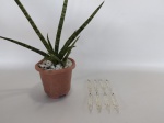 PIRULITOS - CRISTAIS: Lote composto por 8 pirulitos antigos de cristais para lustre.