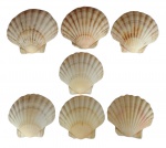 Lote de 7 conchas vieira natural para coquille Saint Jacques ou casquinha de siri.Medidas: 10x10.