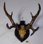 Imponente Galhada de Cervo em base de madeira, está em boas condições de preservação. Medindo 35 cm comprimento x 33cm largura. Por se tratar de peças de época, podem possuir eventuais marcas do tempo, desgastes, possíveis lascados, peças vendidas no estado necessitando de restauro.