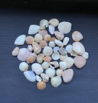 Lote com conchas do mar. Dimensões: 5 cm (maior concha).