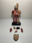 Corpo humano desmontável para estudo. Acompanha Guia. Dimensões: 27 cm.