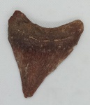 DENTE DE MEGALODON FOSSILIZADO ORIGINAL COM CERTIFICADO - ESPECIE OTODUS MEGALODON - PERIODO EOCENO - MEDIDAS: 7,3 X 5,8 CM - PESO: 50 GRAMAS - ENCONTRADO EM DAKHIA MARROCOS - EM PERFEITO ESTADO CONFORME FOTOS