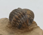 TRILOBITA FOSSILIZADA ORIGINAL COM CERTIFICADO - ESPECIE REEDOPS SP. - PERIODO DEVONIANO - MEDIDAS: 5,8 X 3,0 CM - PESO: 60 GRAMAS - ENCONTRADO NO MARROCOS - EM PERFEITO ESTADO CONFORME FOTOS