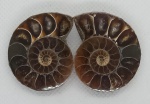 AMONITA FOSSILIZADA ORIGINAL COM CERTIFICADO - ESPECIE CLEONICERAS (AIOLOCERAS) SP. - PERIODO CRETACEO - MEDIDAS: 5,8 X 3,0 CM - PESO: 60 GRAMAS - ENCONTRADO EM MADAGASCAR - EM PERFEITO ESTADO CONFORME FOTOS