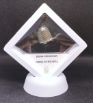 DEDAL DE POLVORA - SECULO XVII A XIX - MEDIDA 14MM DE DIAMETRO - PESO 18,8 GRAMAS - ENCONTRADO COM DETECTOR DE METAIS NA PARAIBA - UTILIZADO PARA CARREGAR DE POLVORA AS PEDERNEIRAS DURANTE AS BATALHAS - ACOMPANHA DISPLAY - EM OTIMO ESTADO CONFORME FOTOS