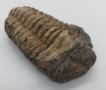 TRILOBITA FOSSILIZADA ORIGINAL COM CERTIFICADO - ESPECIE REEDOPS SP. - PERIODO DEVONIANO - MEDIDAS: 5,8 X 3,0 CM - PESO: 60 GRAMAS - ENCONTRADO NO MARROCOS - EM PERFEITO ESTADO CONFORME FOTOS