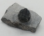 TRILOBITA FOSSILIZADA ORIGINAL COM CERTIFICADO - ESPECIE REEDOPS SP. - PERIODO DEVONIANO - MEDIDAS: 5,8 X 3,0 CM - PESO: 60 GRAMAS - ENCONTRADO NO MARROCOS - EM PERFEITO ESTADO CONFORME FOTOS