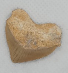 DENTE DE TUBARAO CORVO FOSSILIZADO ORIGINAL COM CERTIFICADO - ESPECIE SQUALICORAX - PERIODO CRETACEO - MEDIDAS: 5 X 4,8 CM - PESO: 5 GRAMAS - ENCONTRADO EM DAKHIA MARROCOS - EM PERFEITO ESTADO CONFORME FOTOS