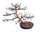 Antigo bonsai centenário natural eternizado e envernizado em vaso próprio de cerâmica japonesa - 80x90x60 cm medidas gerais e 12x45x38 cm medida do vaso - vaso com trinca lateral e com manchas e presença de cola na base inferior.(M.C.)
