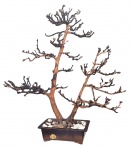 Antigo bonsai centenário natural eternizado e envernizado em vaso próprio de cerâmica japonesa - 85x80x80 cm medidas gerais e 10x30x22 cm medida do vaso - vaso com descascados no vitrificado.(M.C.)