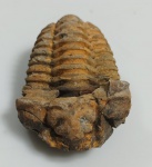 TRILOBITA FOSSILIZADA ORIGINAL COM CERTIFICADO - ESPECIE FLEXICALYMENE OUZREGUI - PERIODO ORDOVICIANO - MEDIDAS: 8,5 X 6,0 CM - PESO: 149 GRAMAS - ENCONTRADO NO MARROCOS - EM PERFEITO ESTADO CONFORME FOTOS