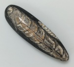 ORTOCONO FOSSILIZADO ORIGINAL COM CERTIFICADO - ESPECIE INDERTEMINADA - PERIODO DEVONIANO - MEDIDAS: 10 X 2,5 CM - PESO: 5 GRAMAS - ENCONTRADO EM DAKHIA MARROCOS - EM PERFEITO ESTADO CONFORME FOTOS