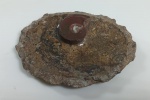 LINDO PRATO DECORATIVO NATURAL DE PEDRA FOSSILIZADA COM AMONITA (15X12CM), PERFEITAMENTE POLIDO PARA REVELAR A BELEZA DO FOSSIL - COM APROXIMADAMENTE 320 MILHOES DE ANOS - ENCONTRADO NO DESERTO DO SAARA OCIDENTAL " MARROCOS " - ESSAS AMOSTRAS FORAM ESCULPIDAS E PROCESSADAS DE UMA MANEIRA QUE HONRA A RICA E LONGA HISTORIA DO POVO MARROQUINO - EM PERFEITO ESTADO CONFORME FOTOS