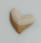 DENTE DE TUBARAO CORVO FOSSILIZADO ORIGINAL COM CERTIFICADO - ESPECIE SQUALICORAX - PERIODO CRETACEO - MEDIDAS: 2,5 X 2,0 CM - PESO: 1 GRAMA - ENCONTRADO EM DAKHIA MARROCOS - EM PERFEITO ESTADO CONFORME FOTOS