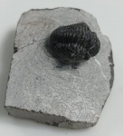 TRILOBITA FOSSILIZADA ORIGINAL COM CERTIFICADO - ESPECIE GERASTOS GRANULOSOS. - PERIODO DEVONIANO - MEDIDAS: 5,6 X 4,7 CM - PESO: 87 GRAMAS - ENCONTRADO NO MARROCOS - EM PERFEITO ESTADO CONFORME FOTOS