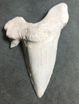 DENTE DE TUBARAO OTODUS OLIQUUS FOSSILIZADO ORIGINAL COM CERTIFICADO - ESPECIE OTODUS OBLIQUUS - PERIODO PALEOCENO/EOCENO - MEDIDAS: 7,4 X 5,1 CM - PESO: 30 GRAMAS - ENCONTRADO EM DAKHIA MARROCOS - EM PERFEITO ESTADO CONFORME FOTOS