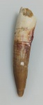 DENTE DE ESPINOSSAURO FOSSILIZADO ORIGINAL COM CERTIFICADO - ESPECIE SPINOSAURUS AEGYPTIACUS - PERIODO CRETÁCEO - MEDIDAS: 5,8 X 1,3 CM - PESO: 8 GRAMAS - ENCONTRADO EM KEM KEM MARROCOS - EM PERFEITO ESTADO CONFORME FOTOS