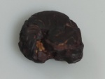 GONIATITA FOSSILIZADO ORIGINAL COM CERTIFICADO - ESPECIE INDETERMINADA - PERIODO DEVONIANO -  MEDIDAS: 1,5 X 1,5 CM - PESO: 1 GRAMA - ENCONTRADO NO MARROCOS - EM PERFEITO ESTADO CONFORME FOTOS