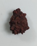 CAPRÓLITO FOSSILIZADO ORIGINAL COM CERTIFICADO - ESPECIE INDETERMINADA - PERIODO EOCENO - MEDIDAS: 4,7 X 3,4 CM - PESO: 47 GRAMAS - ENCONTRADO EM MADAGASCAR - EM PERFEITO ESTADO CONFORME FOTOS