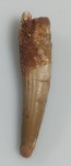DENTE DE ESPINOSSAURO FOSSILIZADO ORIGINAL COM CERTIFICADO - ESPECIE SPINOSAURUS AEGYPTIACUS - PERIODO CRETÁCEO - MEDIDAS: 5,8 X 1,3 CM - PESO: 8 GRAMAS - ENCONTRADO EM KEM KEM MARROCOS - EM PERFEITO ESTADO CONFORME FOTOS