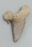 DENTE DE TUBARAO OTODUS OLIQUUS FOSSILIZADO ORIGINAL COM CERTIFICADO - ESPECIE OTODUS OBLIQUUS - PERIODO PALEOCENO/EOCENO - MEDIDAS: 7,4 X 5,1 CM - PESO: 30 GRAMAS - ENCONTRADO EM DAKHIA MARROCOS - EM PERFEITO ESTADO CONFORME FOTOS