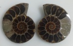 AMONITA FOSSILIZADA ORIGINAL COM CERTIFICADO - ESPECIE CLEONICERAS (AIOLOCERAS) SP. - PERIODO CRETACEO - MEDIDAS: 3,5 X 2,9 CM - PESO: 26 GRAMAS - ENCONTRADO EM MADAGASCAR - EM PERFEITO ESTADO CONFORME FOTOS