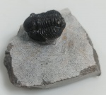 TRILOBITA FOSSILIZADA ORIGINAL COM CERTIFICADO - ESPECIE GERASTOS GRANULOSOS. - PERIODO DEVONIANO - MEDIDAS: 5,6 X 4,7 CM - PESO: 87 GRAMAS - ENCONTRADO NO MARROCOS - EM PERFEITO ESTADO CONFORME FOTOS