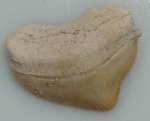 DENTE DE TUBARAO CORVO FOSSILIZADO ORIGINAL COM CERTIFICADO - ESPECIE SQUALICORAX - PERIODO CRETACEO - MEDIDAS: 2,5 X 2,0 CM - PESO: 1 GRAMA - ENCONTRADO EM DAKHIA MARROCOS - EM PERFEITO ESTADO CONFORME FOTOS