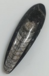 ORTOCONO FOSSILIZADO ORIGINAL COM CERTIFICADO - ESPECIE INDERTEMINADA - PERIODO DEVONIANO - MEDIDAS: 10 X 2,5 CM - PESO: 5 GRAMAS - ENCONTRADO EM DAKHIA MARROCOS - EM PERFEITO ESTADO CONFORME FOTOS