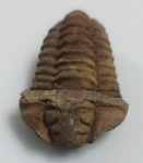 TRILOBITA FOSSILIZADA ORIGINAL COM CERTIFICADO - ESPECIE FLEXICALYMENE OUZREGUI - PERIODO ORDOVICIANO - MEDIDAS: 8,5 X 6,0 CM - PESO: 149 GRAMAS - ENCONTRADO NO MARROCOS - EM PERFEITO ESTADO CONFORME FOTOS