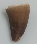 DENTE DE MOSASSAURO FOSSILIZADO ORIGINAL COM CERTIFICADO - ESPECIE STELLADENS MYSTERIOSUS - PERIODO CRETÁCEO - MEDIDAS: 2,3 X 1,5 CM - PESO: 3 GRAMAS - ENCONTRADO NO MARROCOS - EM PERFEITO ESTADO CONFORME FOTOS