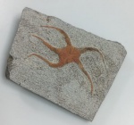 OFIÚROS FOSSILIZADO ORIGINAL COM CERTIFICADO - ESPECIE OPHIURA SP. - PERIODO ORDOVICIANO - MEDIDAS: 11,7 X 8,6 CM - PESO: 270 GRAMAS - ENCONTRADO EM EL KAID RAMI NO MARROCOS - EM PERFEITO ESTADO CONFORME FOTOS