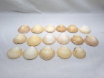Lote de 16 conchas naturais para decoração. Medindo em media 9cm x 8cm.