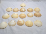 Jogo de 16 conchas naturais para decoração. Medindo 8cm x 8,5cm.