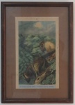 DA CRUZ LIMA, ELADIO- Linda estampa em papel representando primatas brasileiros, 1944. Medida total com moldura: 49x35cm. Pequena perfuração de traça.