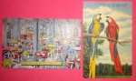 2 Postais - USA - Figuras Coloridas - Araras Em Extinção e Restaurante de Hotel - DESENHOS LINDOS!!!