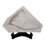 Raro fóssil petrificado representando réptil pré-histórico, Alt. 53, Larg. 36 Alt. 6. cm.