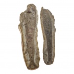 Fóssil de peixe petrificado,  duas faces, 35 x 10, Alt. 6 cm.
