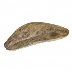 Fóssil de peixe petrificado, 12 x 5, Alt. 3 cm.