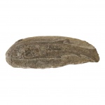 Fóssil de peixe petrificado, 25 x 9, Alt. 3 cm.