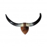 Par de chifres bovinos incrustrados em escultório em madeira representando cara de boi, 64 x 30 cm.