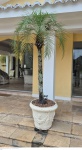 Grande vaso em cimento pintado de branco medindo 55 cm de altura por 60 cm de diâmetro  e altura total 240 cm de altura na planta, retirada em local térreo em condominio na Av das Américas altura do Riviera del Fiori.