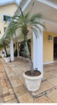 Grande vaso em cimento pintado de branco medindo 55 cm de altura por 60 cm de diâmetro  e altura total 220 cm de altura na planta, retirada em local térreo em condominio na Av das Américas altura do Riviera del Fiori.
