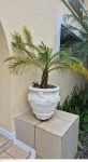 Grande vaso em cimento pintado de branco medindo 58 cm de altura por 60 cm de diâmetro  e altura total 140 cm de altura na planta, retirada em local térreo em condominio na Av das Américas altura do Riviera del Fiori.