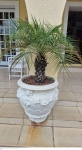 Grande vaso em cimento pintado de branco medindo 60 cm de altura por 60 cm de diâmetro  e altura total 140 cm de altura na planta, retirada em local térreo em condominio na Av das Américas altura do Riviera del Fiori.