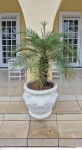 Grande vaso em cimento pintado de branco medindo 55 cm de altura por 60 cm de diâmetro  e altura total 140 cm de altura na planta,