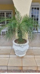 Grande vaso em cimento pintado de branco medindo 55 cm de altura por 60 cm de diâmetro  e altura total 140 cm de altura na planta, retirada em local térreo em condominio na Av das Américas altura do Riviera del Fiori.